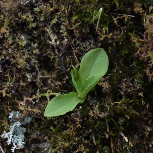 Pterostylis foliata — houseplant care guide