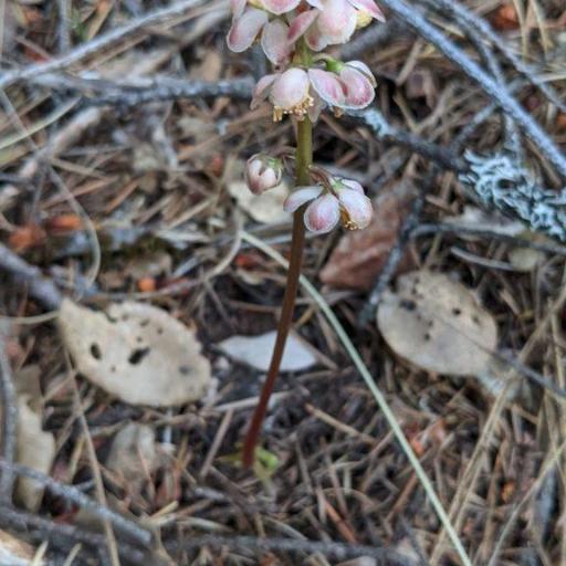 Pyrola aphylla other