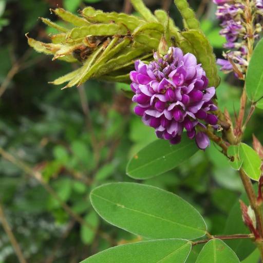 Grona heterocarpos other