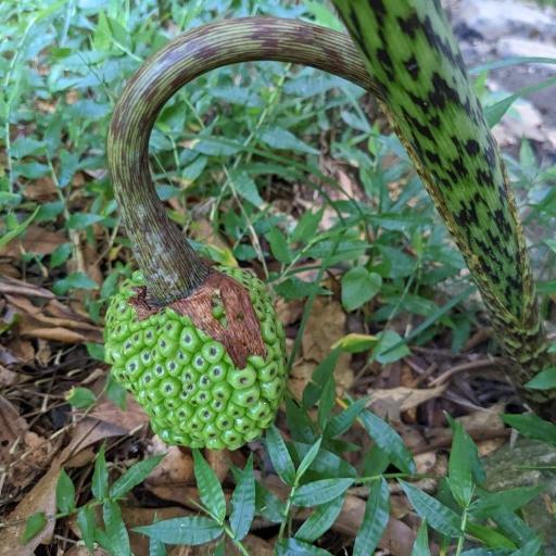 Arisaema taiwanense other