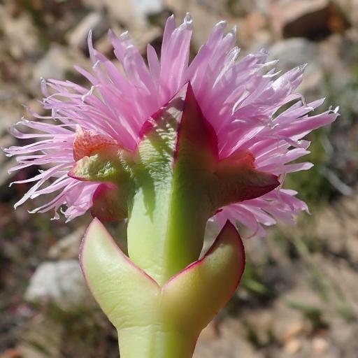 Carpobrotus mellei — search result for 'Carpobrotus'