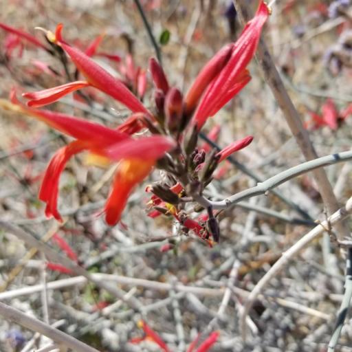 Justicia californica other