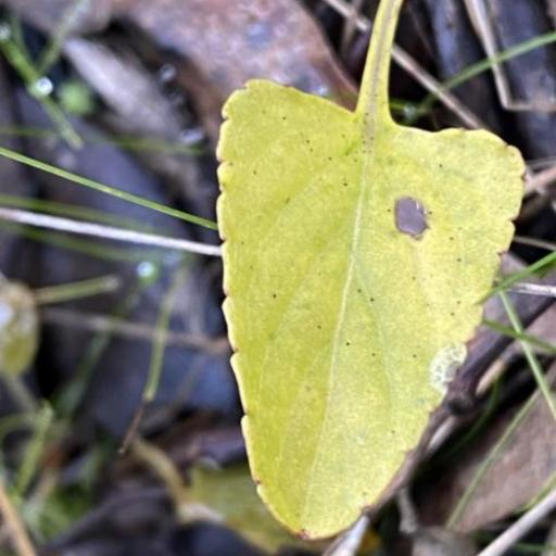 Viola betonicifolia other