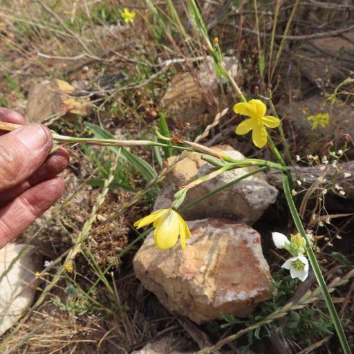 Moraea lewisiae other
