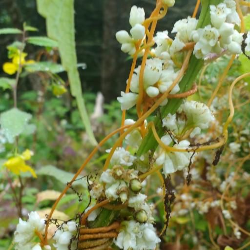 Cuscuta gronovii other