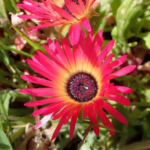 Cleretum bellidiforme — search result for 'Aizoaceae'