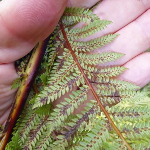 Alsophila cunninghamii — houseplant care guide