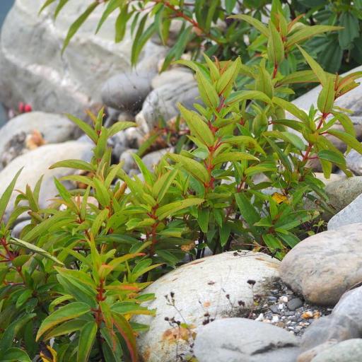 Boehmeria densiflora other