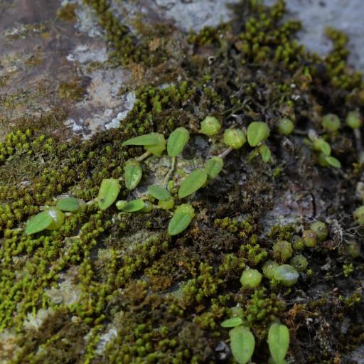 Bulbophyllum pygmaeum other