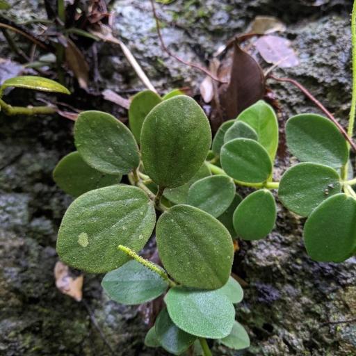 Peperomia japonica other