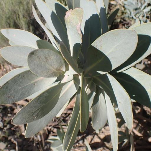 Protea nitida other