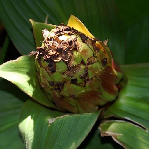 Costus erythrophyllus other