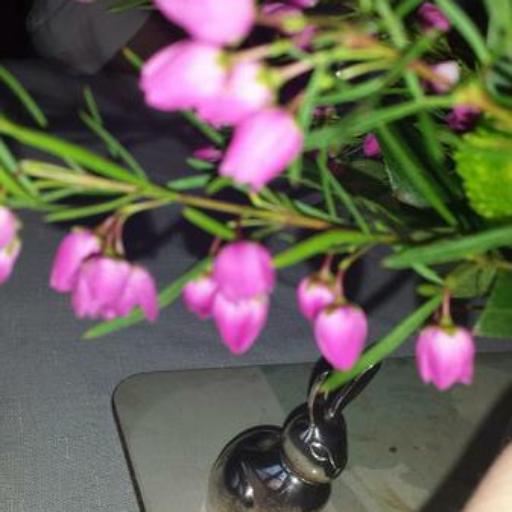 Boronia molloyae — search result for 'Citrus'