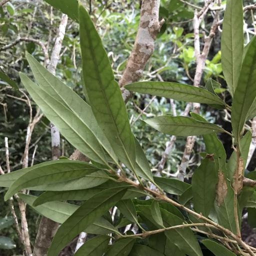 Nestegis cunninghamii other