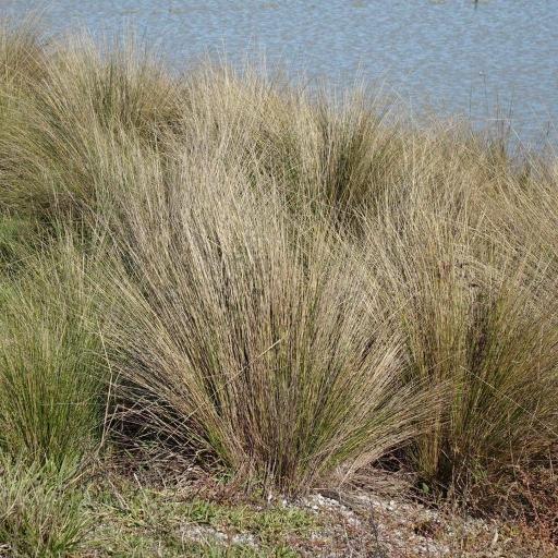 Austrostipa stipoides — related species from the same genus