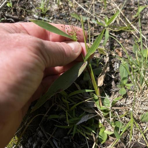 Dichanthelium sphaerocarpon — search result for 'Dichanthelium'