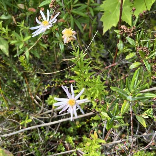 Oclemena nemoralis other