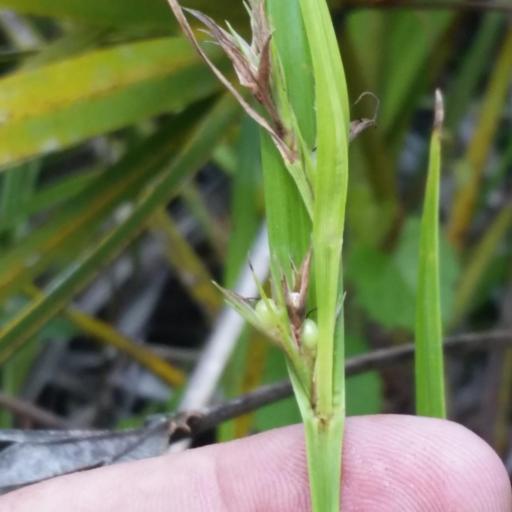 Scleria triglomerata — houseplant care guide