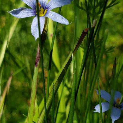 Sisyrinchium atlanticum