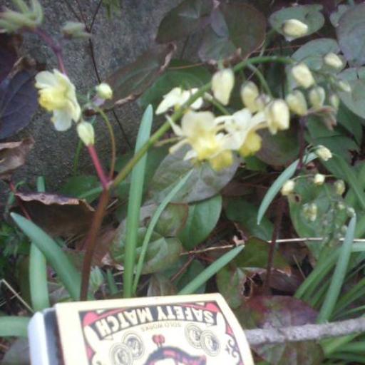 Epimedium × versicolor — houseplant care guide