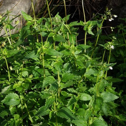 Nemesia floribunda other