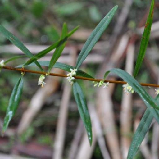 Pimelea axiflora other