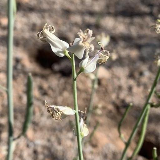 Streptanthus carinatus other