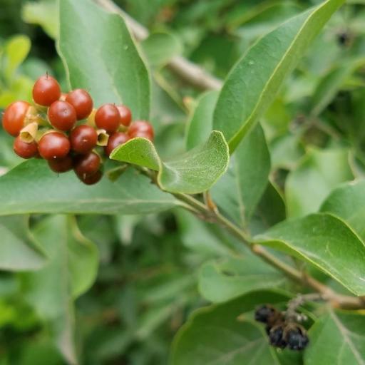 Citharexylum berlandieri — related species from the same genus