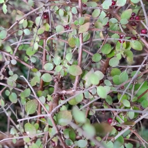 Coprosma Rhamnoides other