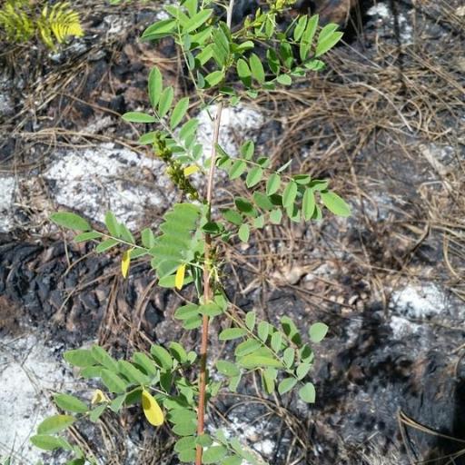 Indigofera caroliniana other