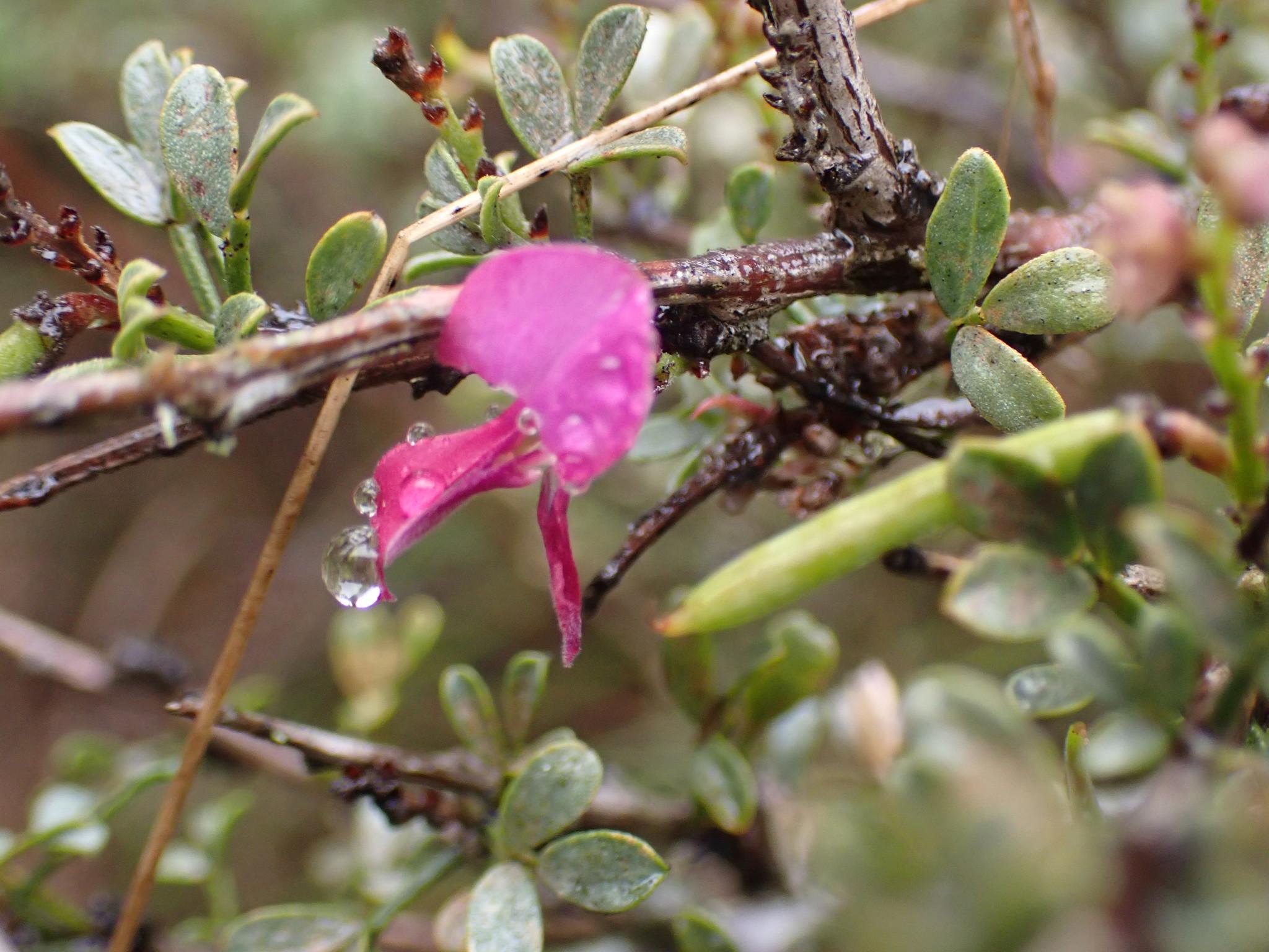 Indigofera nigromontana other