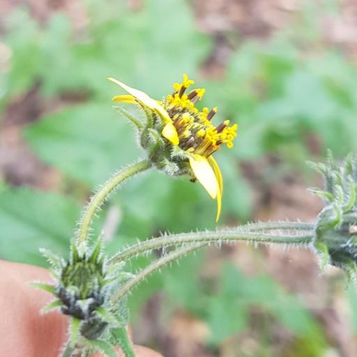 Simsia amplexicaulis other