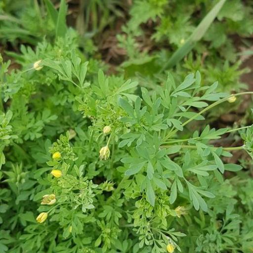 Leptopyrum fumarioides — houseplant care guide