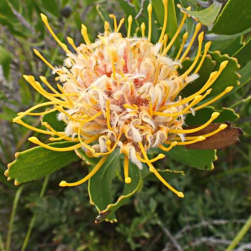 Leucospermum cuneiforme other