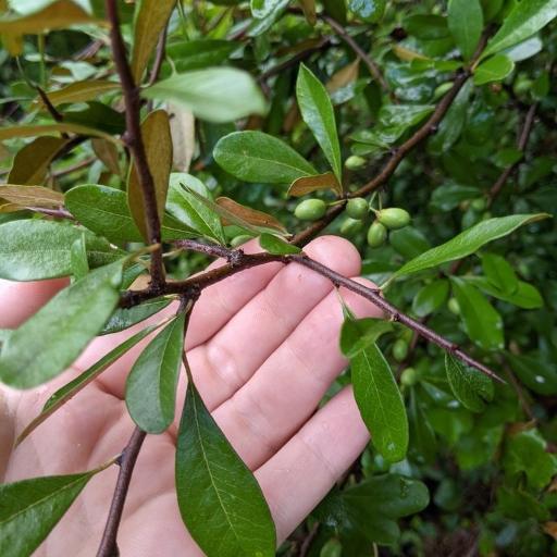 Sideroxylon tenax other