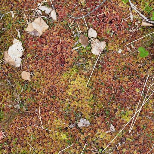 Sphagnum capillifolium other