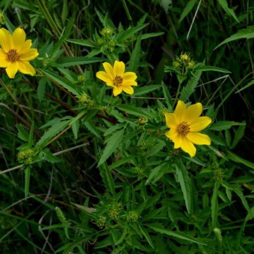 Bidens polylepis — search result for 'Bidens'
