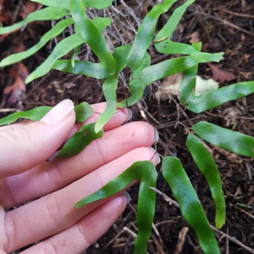 Lygodium articulatum other