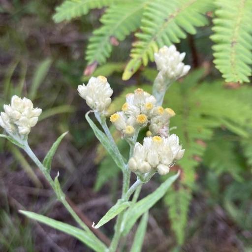 Pseudognaphalium macounii — search result for 'Pseudognaphalium'