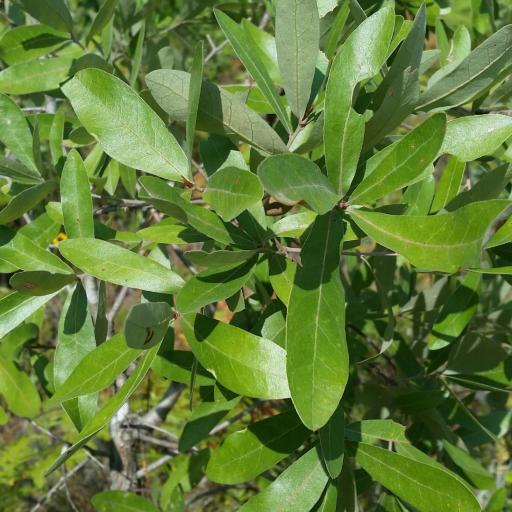 Quercus incana — search result for 'Aristida'