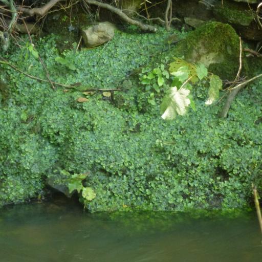 Conocephalum conicum other