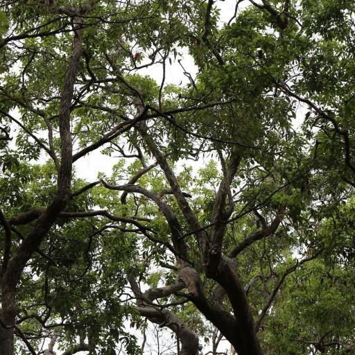 Lophostemon suaveolens — related species from the same genus