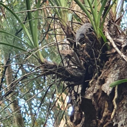 Cymbidium suave — search result for 'Cymbidium'