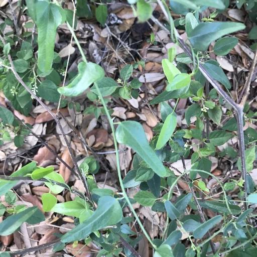 Cocculus diversifolius other