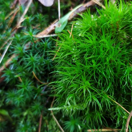 Dicranum scoparium — houseplant care guide