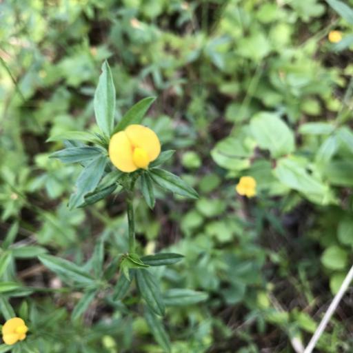 Stylosanthes biflora other