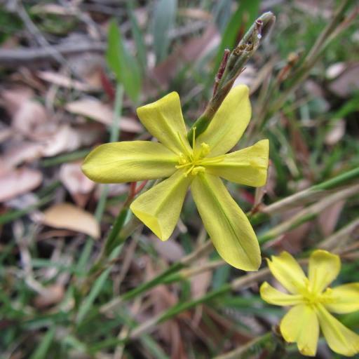 Moraea lewisiae — houseplant care guide