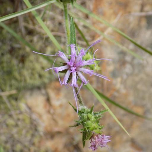 Liatris hirsuta — search result for 'Liatris'