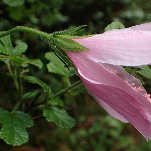 Hibiscus pedunculatus other