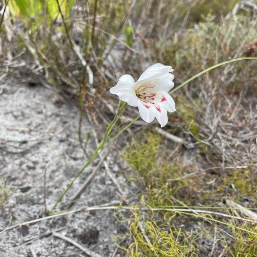 Gladiolus debilis — houseplant care guide
